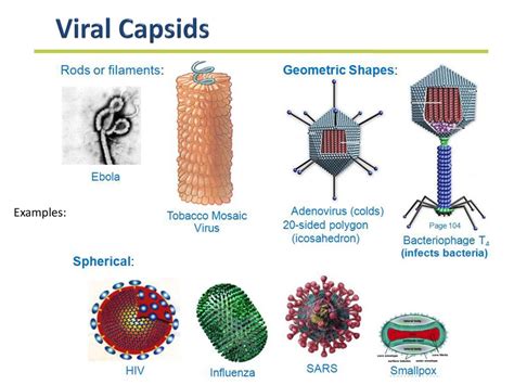 capsids .